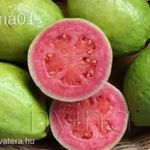 Guava 3 db mag érdekes finom termése (talán) a körtéhez hasonlítható ízben a legjobban fotó