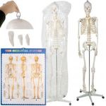 Anatómiai csontváz modell guruló állvánnyal és falra akasztható ábrával - 1: 1 180cm Malatec 22583 fotó