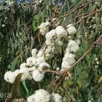 KESKENYLEVELŰ EUKALIPTUSZ - Eucalyptus radiata - magok (5+) - RITKASÁG! - W 027 fotó