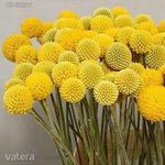 Golflabda - Craspedia globosa virág magok!10db aranysárga ritkaság! fotó