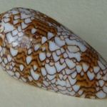 CSIGA KAGYLÓ gyűjtemény > Conus textile 58, 01 mm Nouvelle Calédonie (egyik leg dekoratívabb kauri) fotó