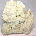 Csiga fosszília, mészkő, kalcit fosszília / kövület / ásvány geóda - 40 millió éves (424.) fotó