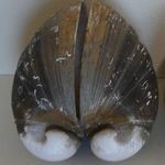 CSIGA KAGYLÓ gyűjtemény > Ökörszív kagyló 80, 29 mm (Glossus humanus) Pla&zcaron Poljana, Mali Losinj fotó