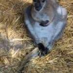 Vagány kenguru legényke máshol ugrálna! fotó