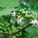 BORSÓPADLIZSÁN - Solanum torvum - magok (20+) - RITKASÁG! - So 094 fotó