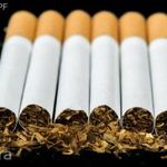 Kentucky Tobacco" Kentucky Dohány magok!Friss 80db mag fotó