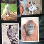 4 db postatiszta képeslap zebra gorilla macska kutya fotó