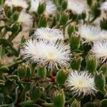 Ropogós KRISTÁLYVIRÁG - Mesembryanthemum guerichianum magok (10+) - RITKASÁG! - virágmagok - L 225 fotó