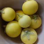 SZÓDA ALMA - Solanum viarum - magok (20+) - KÜLÖNLEGESSÉG! - So 098 fotó