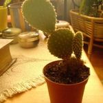 Kis kaktusz, 8 cm-es cserépben fotó
