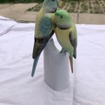 Hollóházi papagáj pár fotó