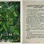 2 oldalas szocreál mezőgazdasági propaganda nyomtatvány, dekoratív, Védekezzünk az amerikai burgonya fotó