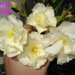Rózsás sárga leander, nerium oleander eladó fotó