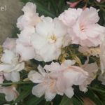 Rokoko rose H. M. leander, nerium oleander eladó fotó