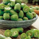 Mini kiwi 5 db mag saját termésből gyűjtve, finom héjastól fogyasztható különlegesség fotó