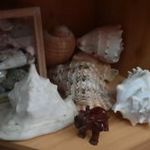 Eladó hagyatékból gyűjtőknek nagyon szép tengeri kagyló-csiga gyűjtemény fotó