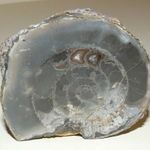 FOSSZÍLIA Ammonitesz 180 millió éves (Beudanticeras revoili, Age Albian, Mahajunga, Madagascar fotó