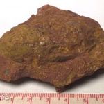 Ammonitesz csiga fosszília / kövület / ásvány - 180 millió éves (425.) fotó