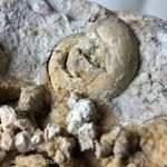 Csiga fosszília, mészkő, kalcit fosszília / kövület / ásvány - 40 millió éves (1003.) fotó