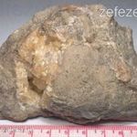 Csiga fosszília (Strombus), kalcit fosszília / kövület / ásvány - 40 millió éves (435.) fotó