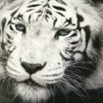 Új, ”Nagymacskák”sorozat-Tigris keret nélküli vászonkép(50x70cm) fotó
