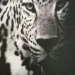 Új, ”Nagymacskák”sorozat- Leopárd keret nélküli vászonkép(50x70cm) fotó