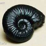 FOSSZÍLIA Ammonitesz 190 millió éves (Haugia jugosa) fotó