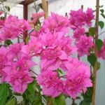 Los banos beauty, dupla pink bougainvillea eladó fotó