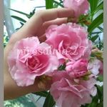 Leander rózsaszín 30cm dupla tripla telt élénk vanília illatú virágokkal +választható ajándék fotó