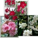 Leander csomag 3db 30-40cm fehér magenta rózsaszín vanília illatú virággal +ajándék fotó