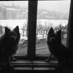Vérmező, Krisztinaváros az Attila út Mikó utca sarki lakásból fényképezve, kutyák az ablakban, Bu... fotó