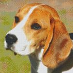 Pixel szett 9 normál alaplappal, színekkel, kutya, beagle (809381) fotó