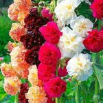 Télálló színes teltvirágú mályvarózsa magok 10db vegyes szín fotó