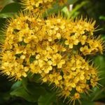 Queenslandi ARANYMIRTUSZ - Thaleropia queenslandica (100+) virágmagok - W 210 fotó