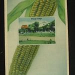 Orosháza (Gyopárosfürdő), vendéglő reklámlap kukoricával fotó