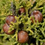 Karthagói BORÓKA - Juniperus turbinata - (10+) magok - ÉRDEKESSÉG! - E308 fotó