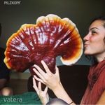Ganoderma gomba csíra fa anyagra, Reishi gyógygomba oltóanyag !16db "halhatatlanság gombája" fotó