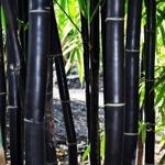 Fekete Bambusz "Phyllostachys Nigra" Télálló bambusz magok!6db fotó