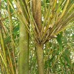 Óriás tüskés BAMBUSZ - Bambusa bambos - magok (50+) - RITKASÁG!!! - K 029 fotó
