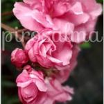 Leander 110cm egytörzsű fának is, dupla tripla rózsaszín élénk vanília illatú virággal +v. ajándék fotó