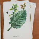 Csapodi Vera : Színes atlasz "Magyarország kultúrflórájá"-hoz 179 színes táblával (*41) fotó