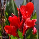 Évelő Tűzpiros Kanna virág /Cannaceae /!5db mag! fotó