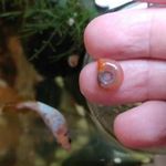 Piros postakürt csigák - akváriumi fotó