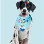 Kutya Születésnapi kendő, fiús (kék) fotó