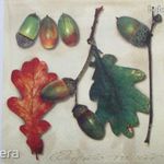 Ősz, Kocsányos tölgy (Qercus robur), levél és termés, dekor szalvéta fotó