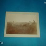 ANTIK FÉNYKÉP CCA 1900-AS ÉVEK ELEJE DISZNÓ PÁSZTOROK fotó