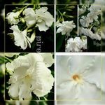 Leander 80cm fehér telt és dupla telt élénk vanília illatú virággal +ajándék Viola Sororia fotó