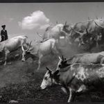 Nagyobb méret, Szendrő István fotóművészeti alkotása. Szürkemarhák tehenekkel, pásztor népviselet... fotó