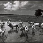 Nagyobb méret, Szendrő István fotóművészeti alkotása. Szürke marhák a mezőn, 1930-as évek. Eredet... fotó