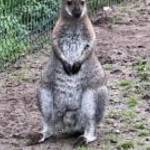 Benett kenguru fiatalok eladók baráti áron! fotó
